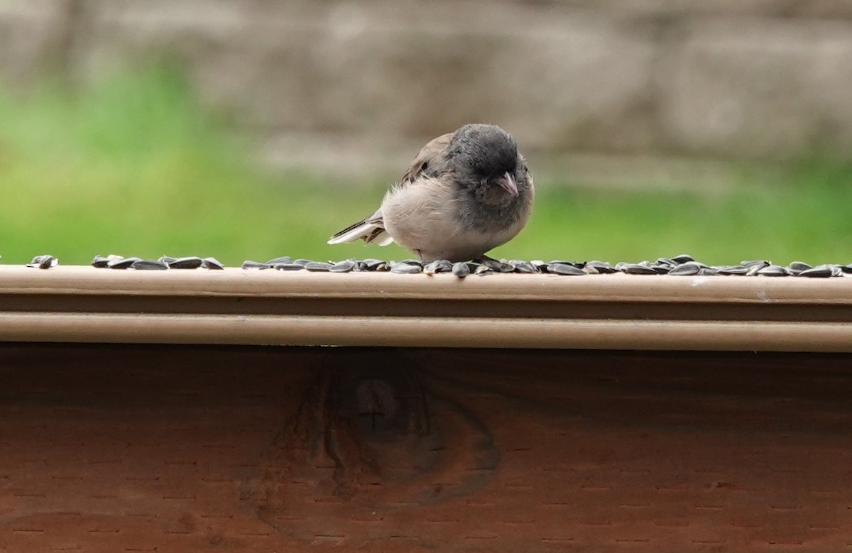 Dark-eyed Junco - ML622924366