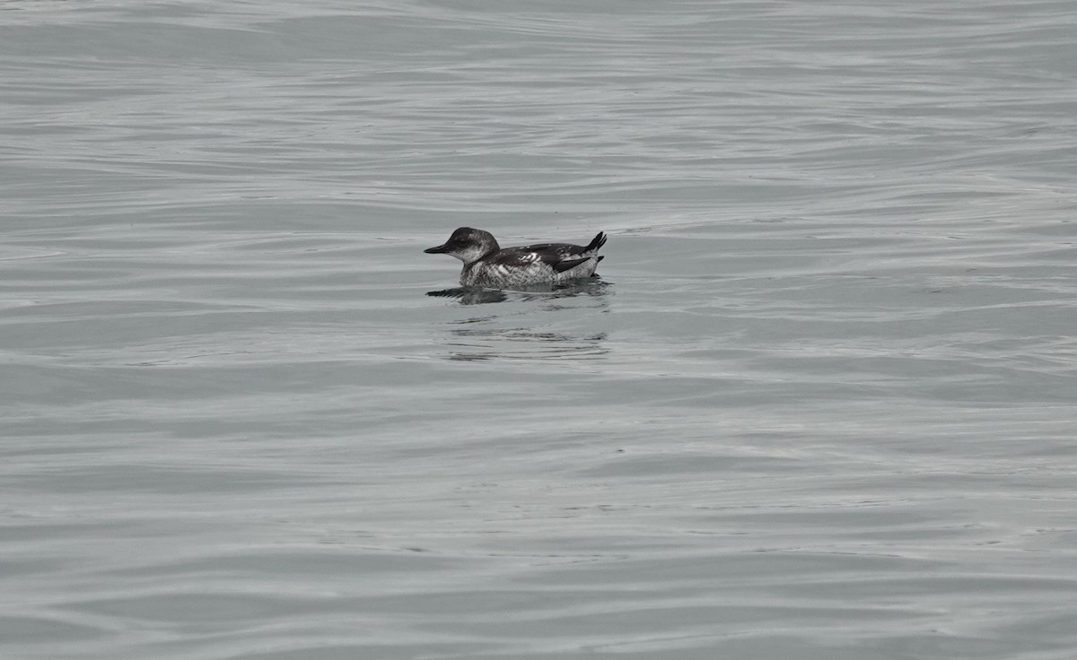 Pigeon Guillemot - ML622924375