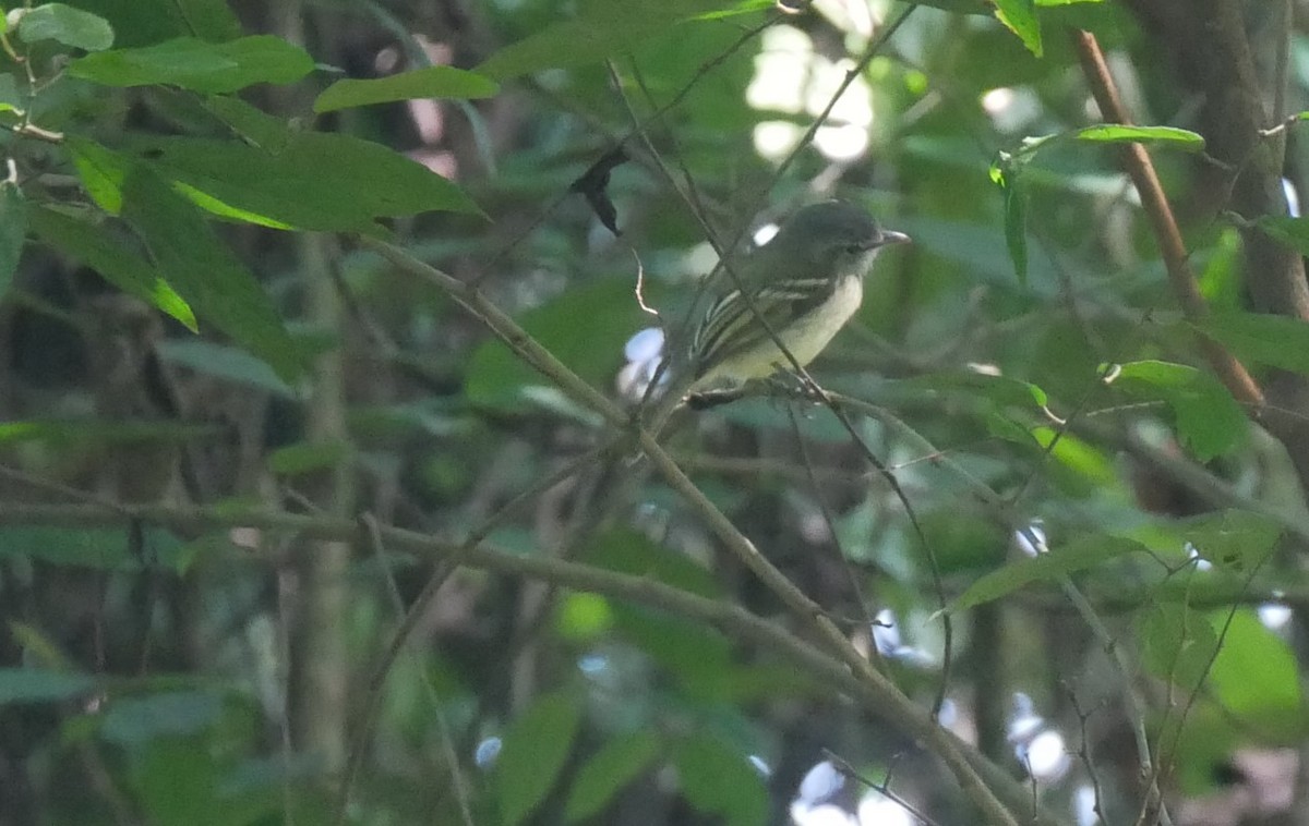 Yellow-olive Flatbill - ML622924405