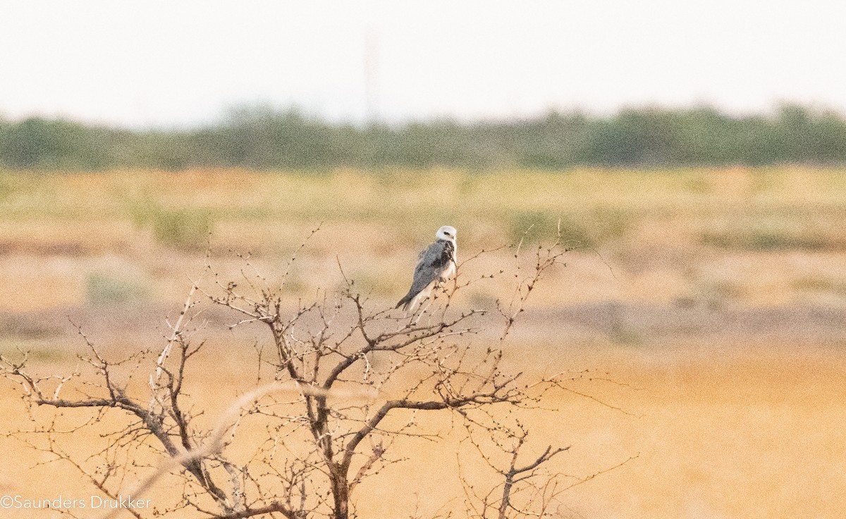White-tailed Kite - ML622924429