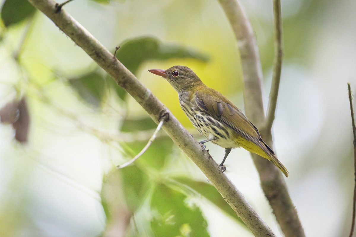 Dark-throated Oriole - ML622924434