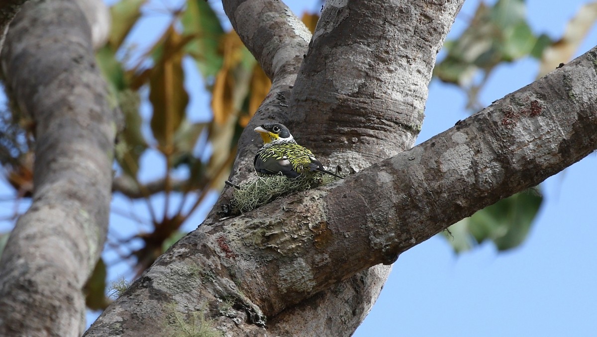 Swallow-tailed Cotinga (Palkachupa) - ML622924447