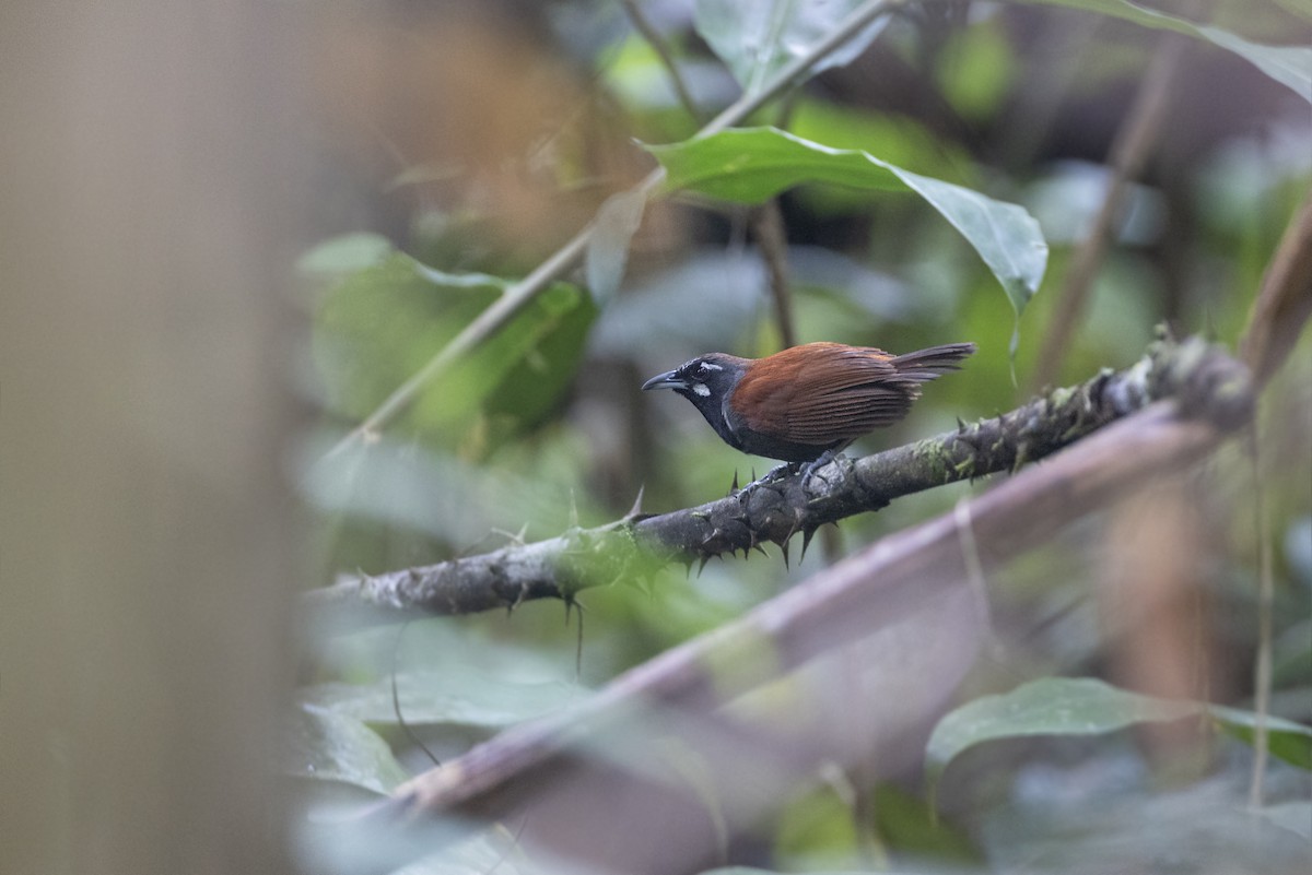 Black-throated Babbler - ML622924456