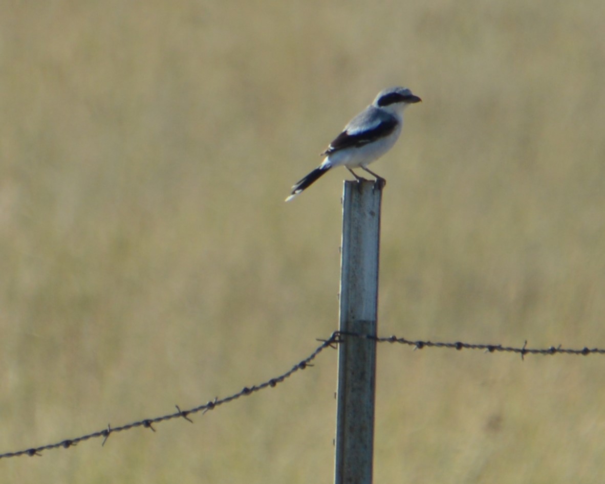 Loggerhead Shrike - ML622924492