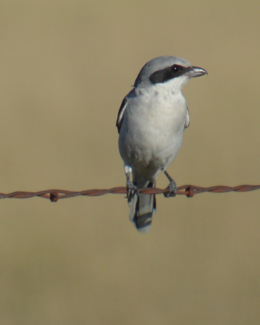 Loggerhead Shrike - ML622924493