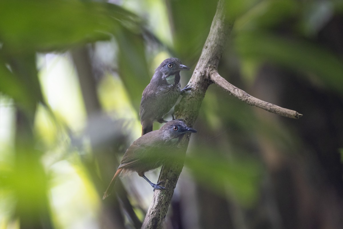 Chestnut-rumped Babbler - ML622924514