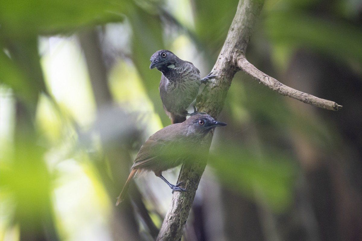 Chestnut-rumped Babbler - ML622924515