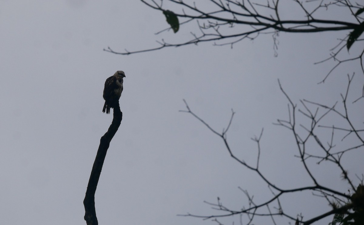 Gray-lined Hawk - ML622924522