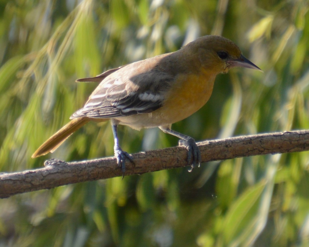 Baltimore Oriole - ML622924525