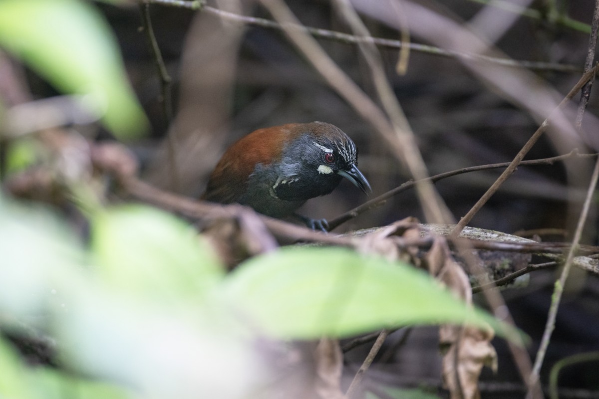 Black-throated Babbler - ML622924532