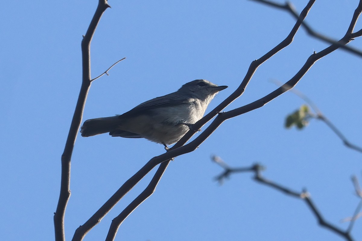 Ashy Flycatcher - ML622924544