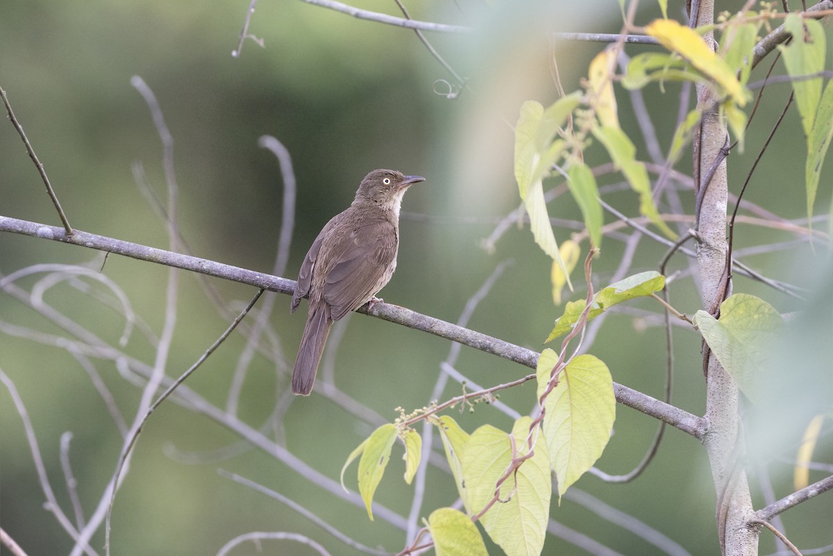 Cream-vented Bulbul - ML622924617