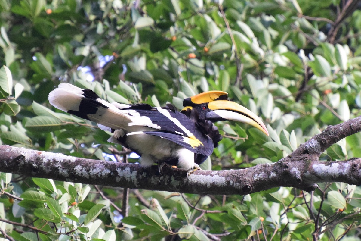 Great Hornbill - ML622924665