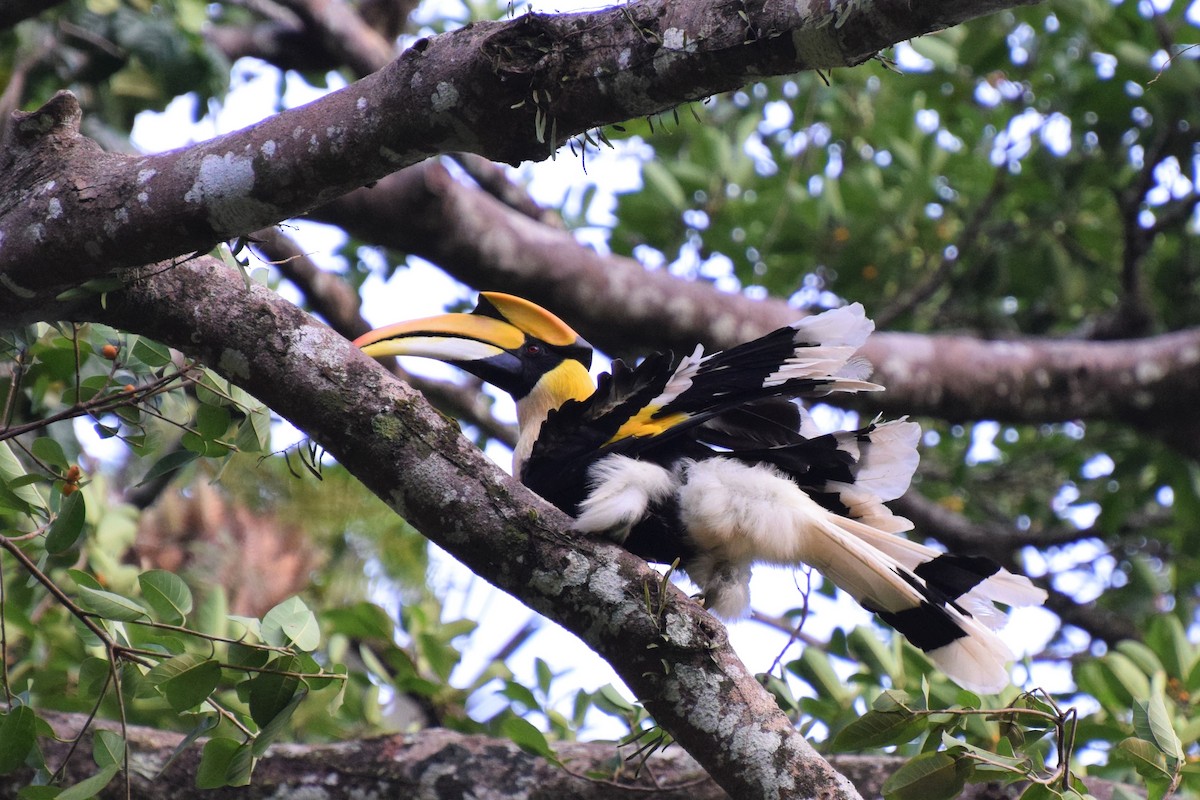 Great Hornbill - ML622924674