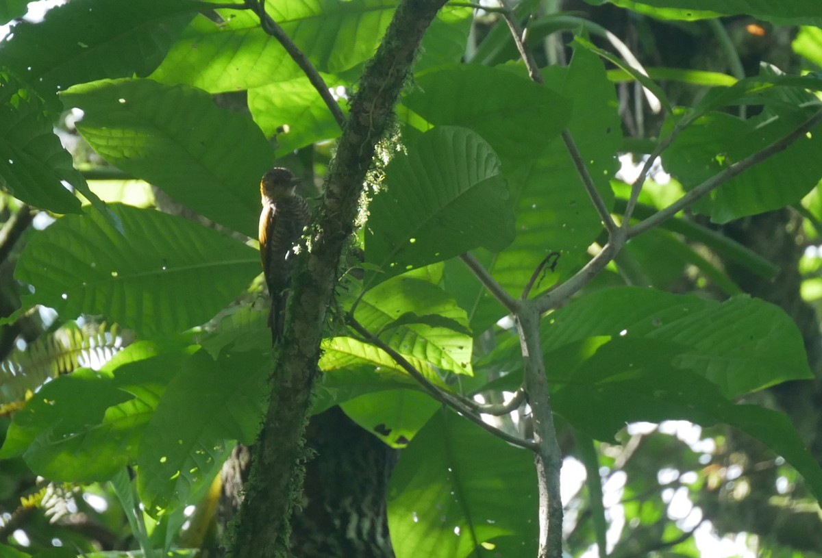 Red-rumped Woodpecker - ML622924679