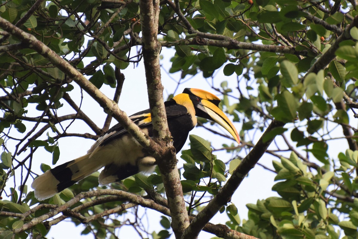 Great Hornbill - ML622924680