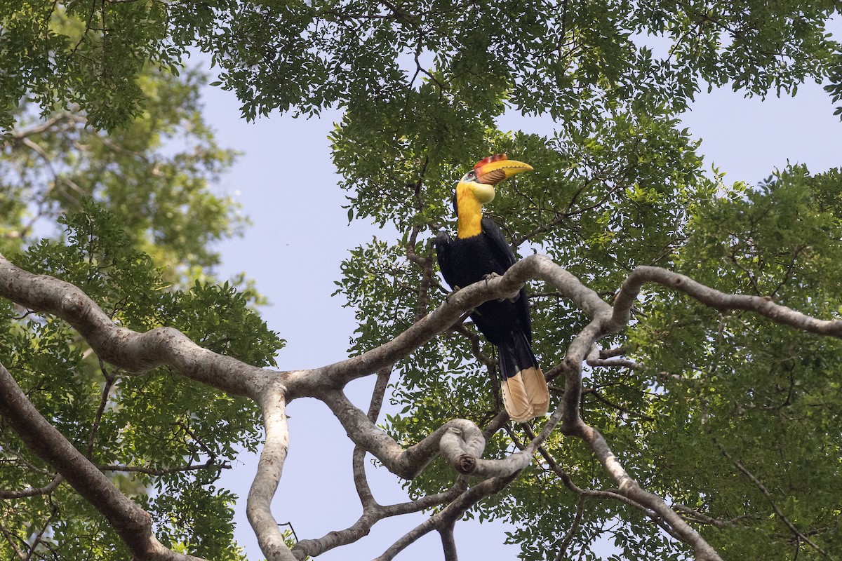 Wrinkled Hornbill - Jan-Peter  Kelder