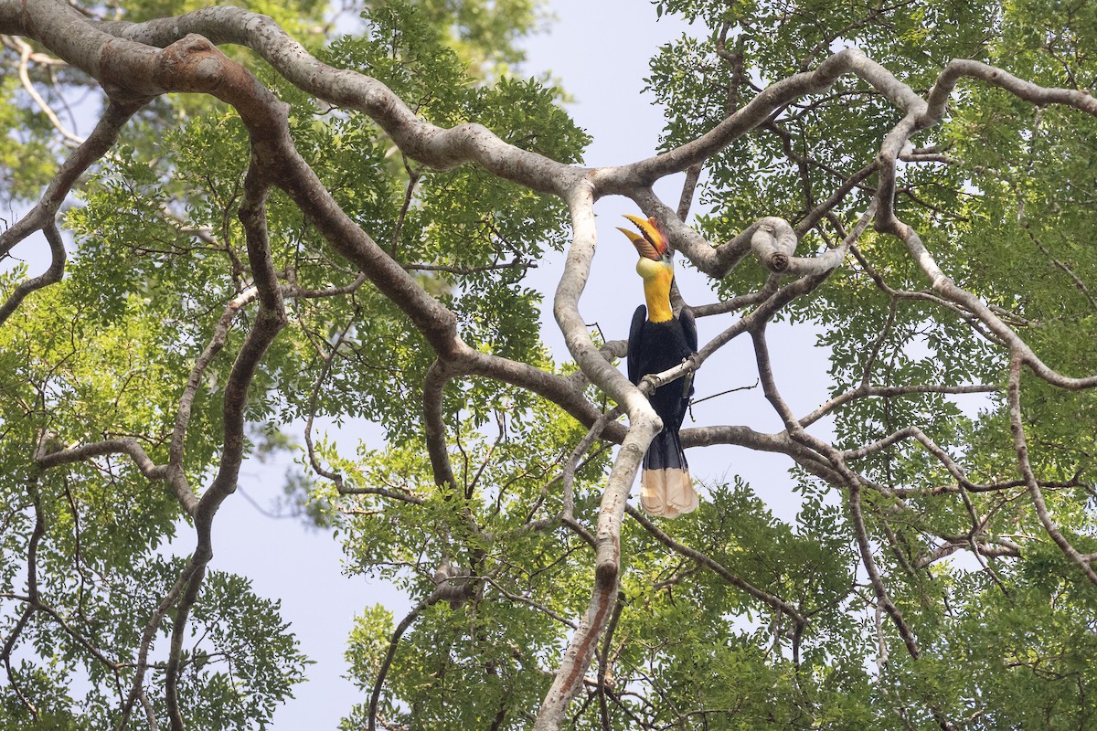 Wrinkled Hornbill - ML622924700