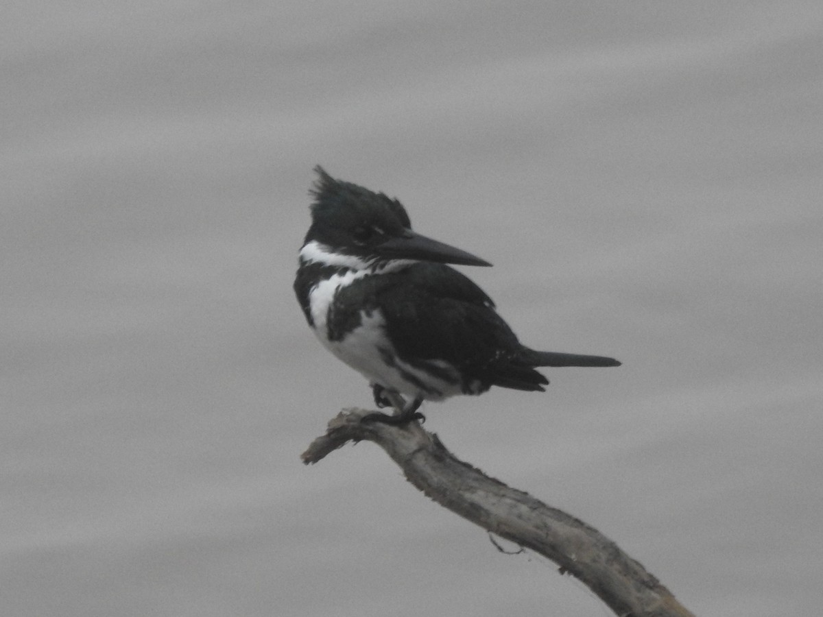 Amazon Kingfisher - ML622924710