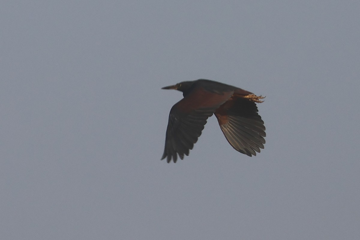 Rufous-bellied Heron - Charley Hesse TROPICAL BIRDING