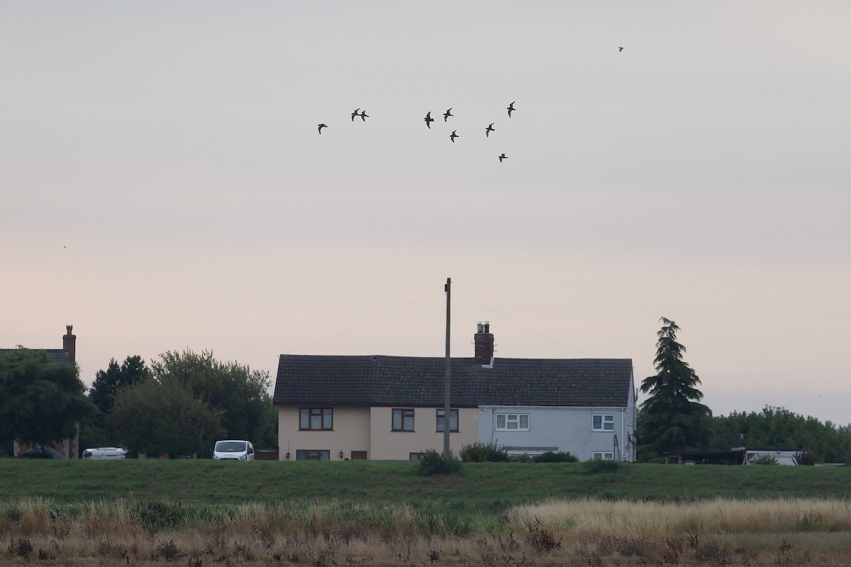 European Golden-Plover - ML622924759