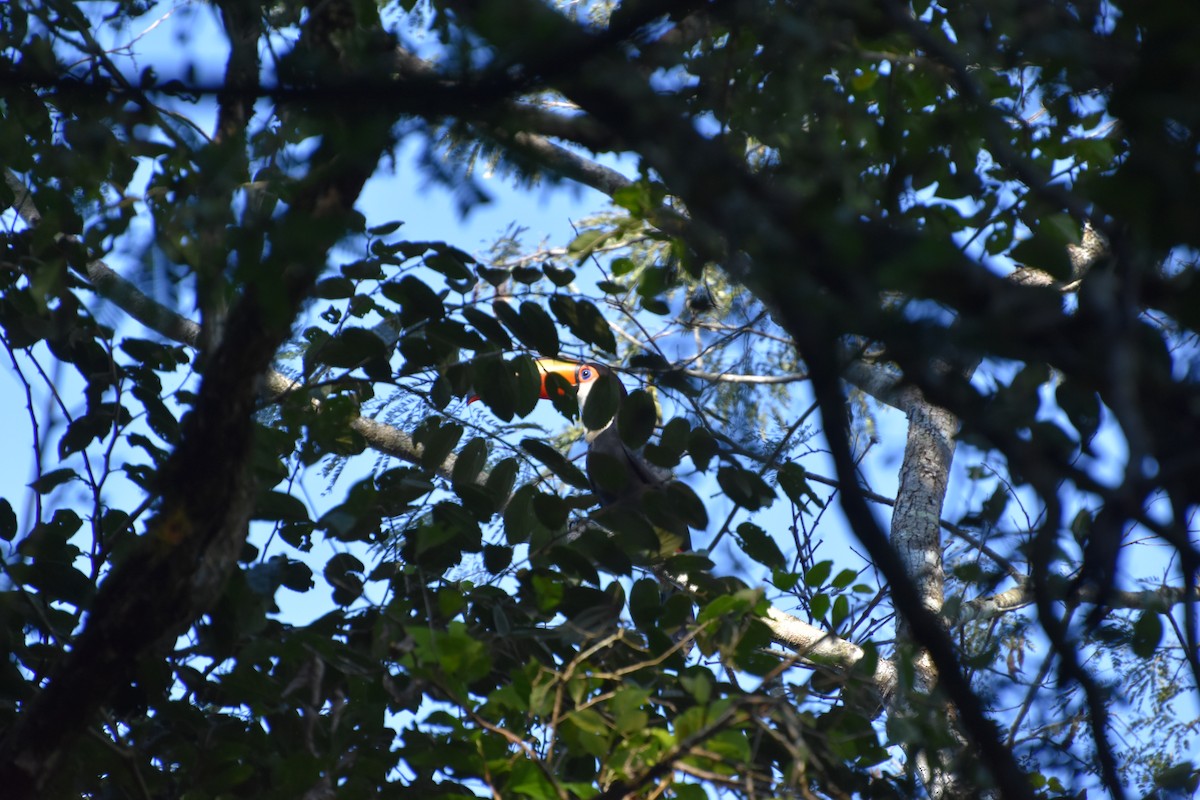 Toco Toucan - ML622924781