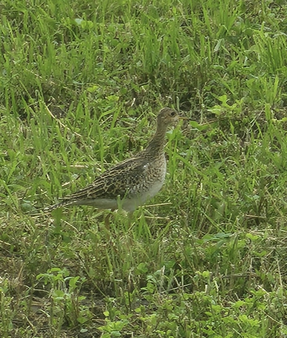 Upland Sandpiper - ML622924817