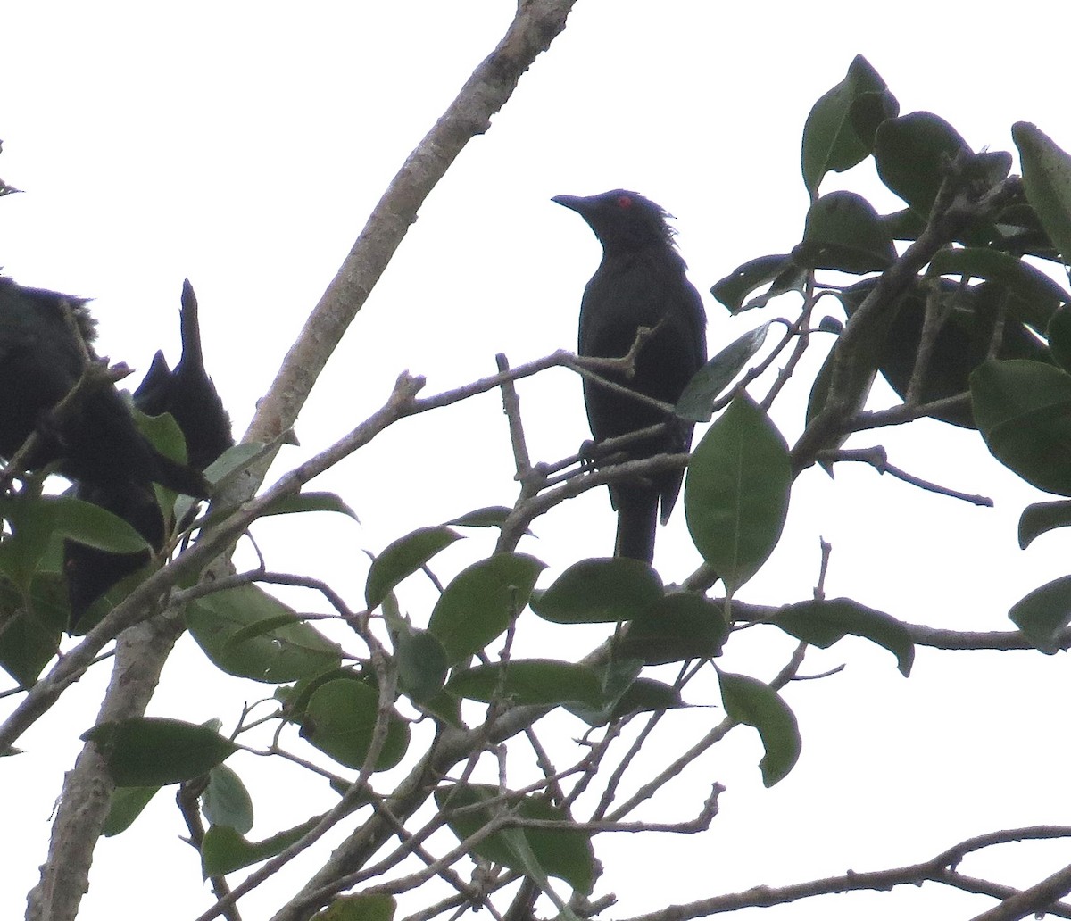 Metallic Starling - ML622924820