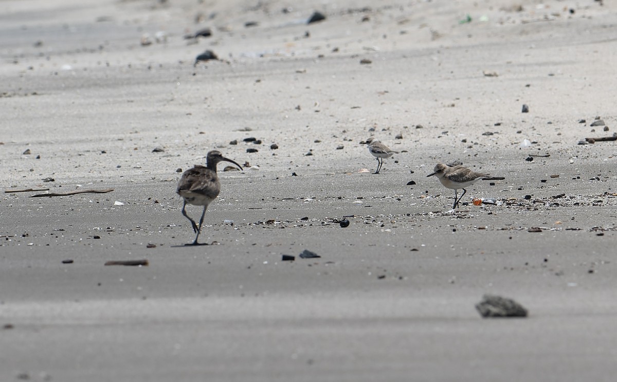 Greater Sand-Plover - David Darrell-Lambert