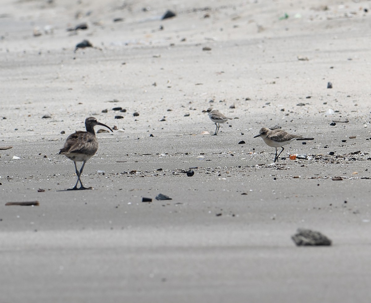 Greater Sand-Plover - ML622924825