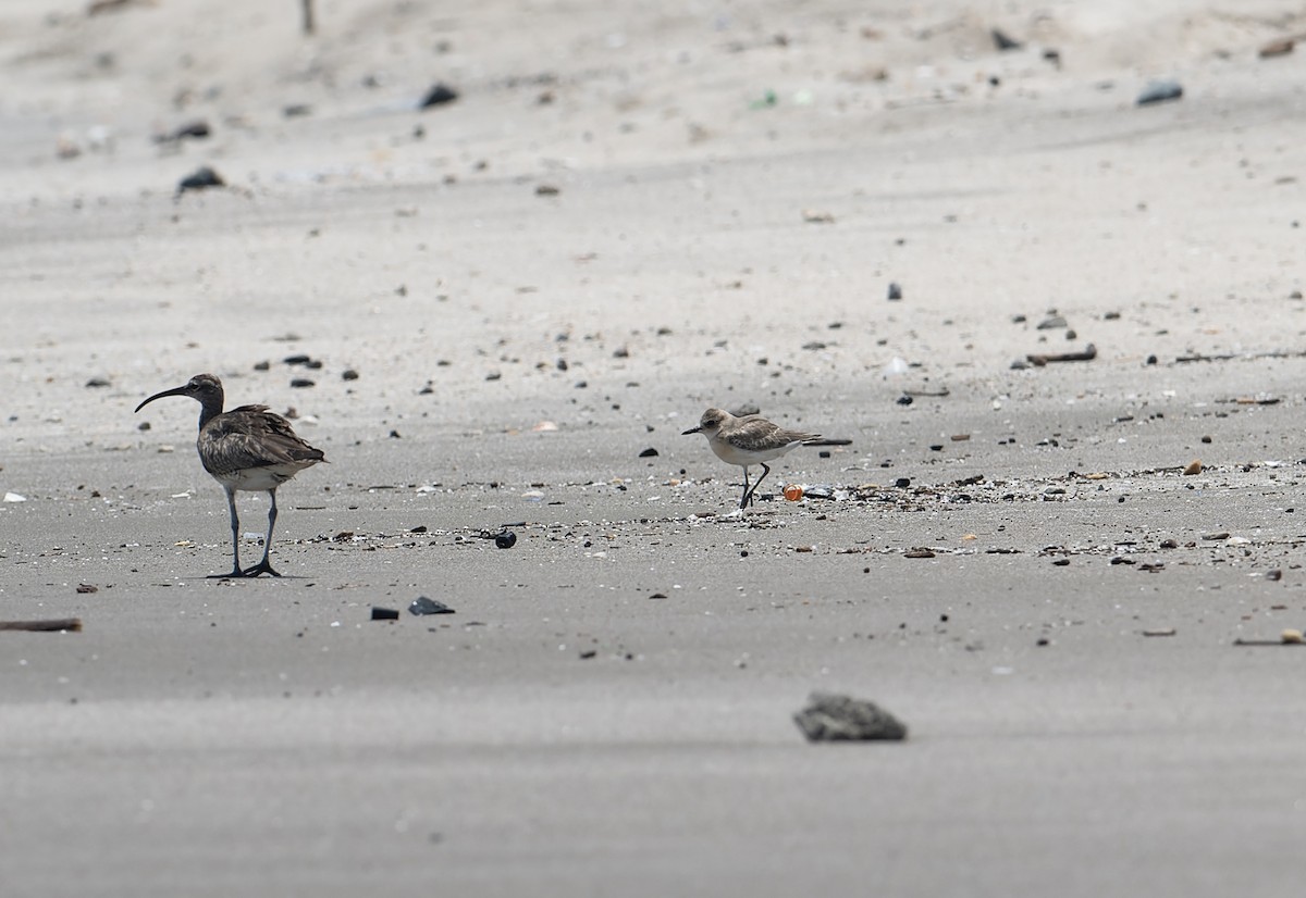 Greater Sand-Plover - ML622924826