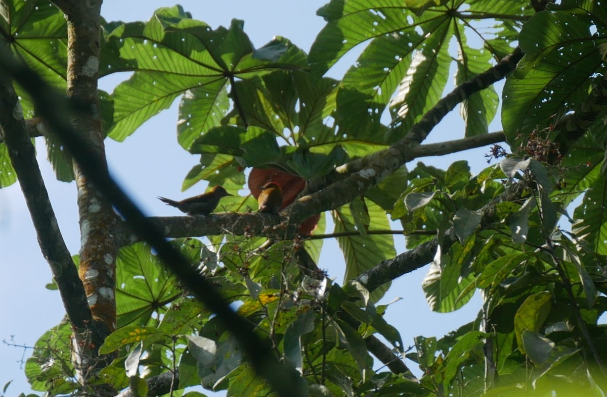 Red-rumped Woodpecker - ML622924845
