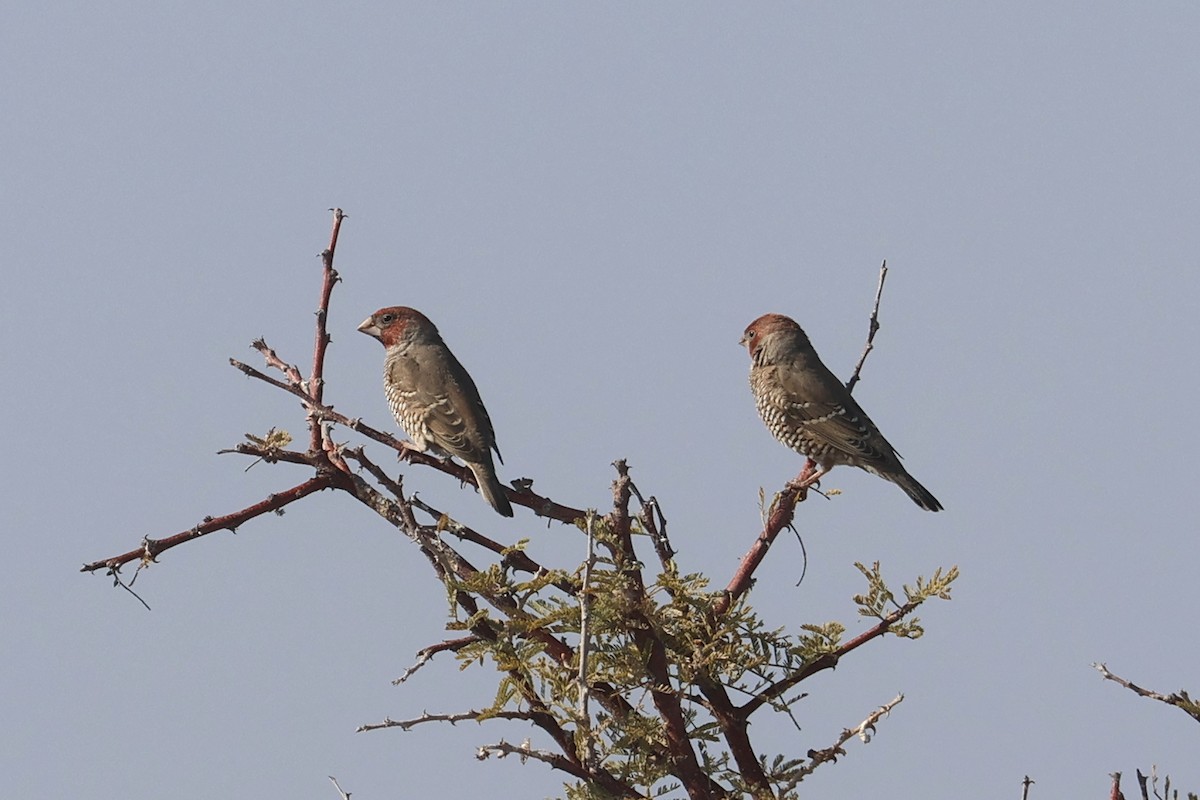 Red-headed Finch - ML622924908