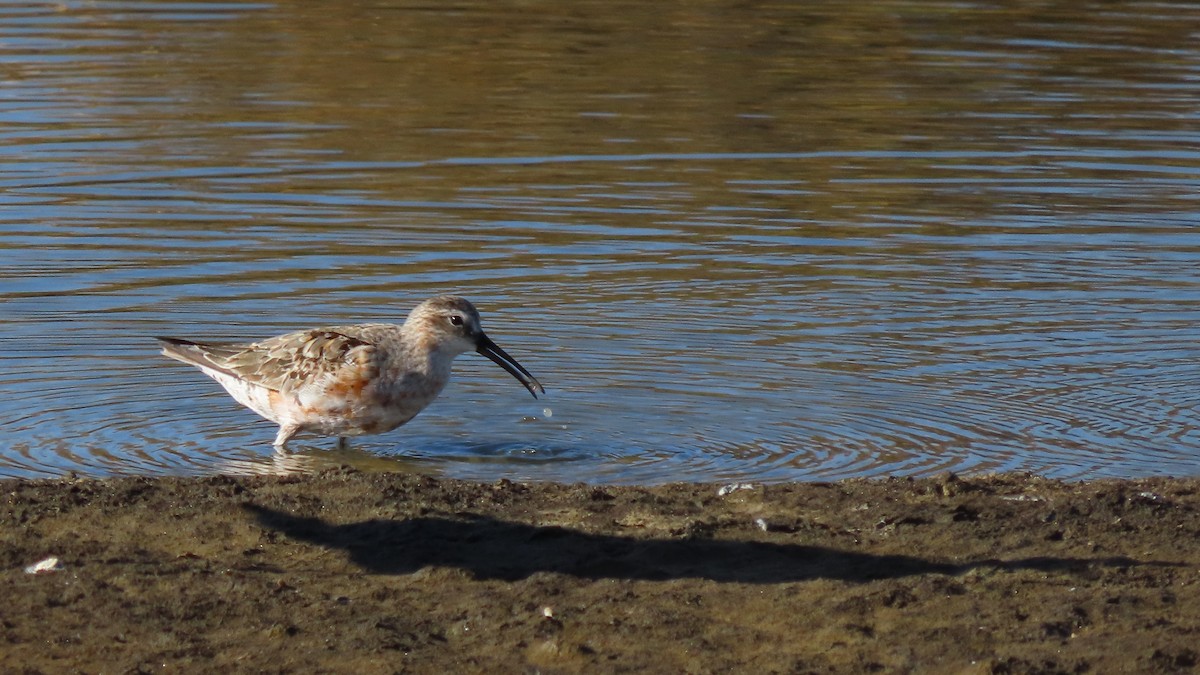 Curlew Sandpiper - ML622924912