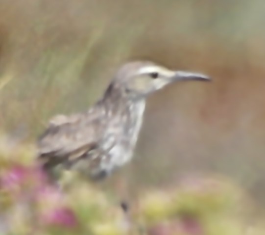 Cape Lark (Cape) - Luke Goddard