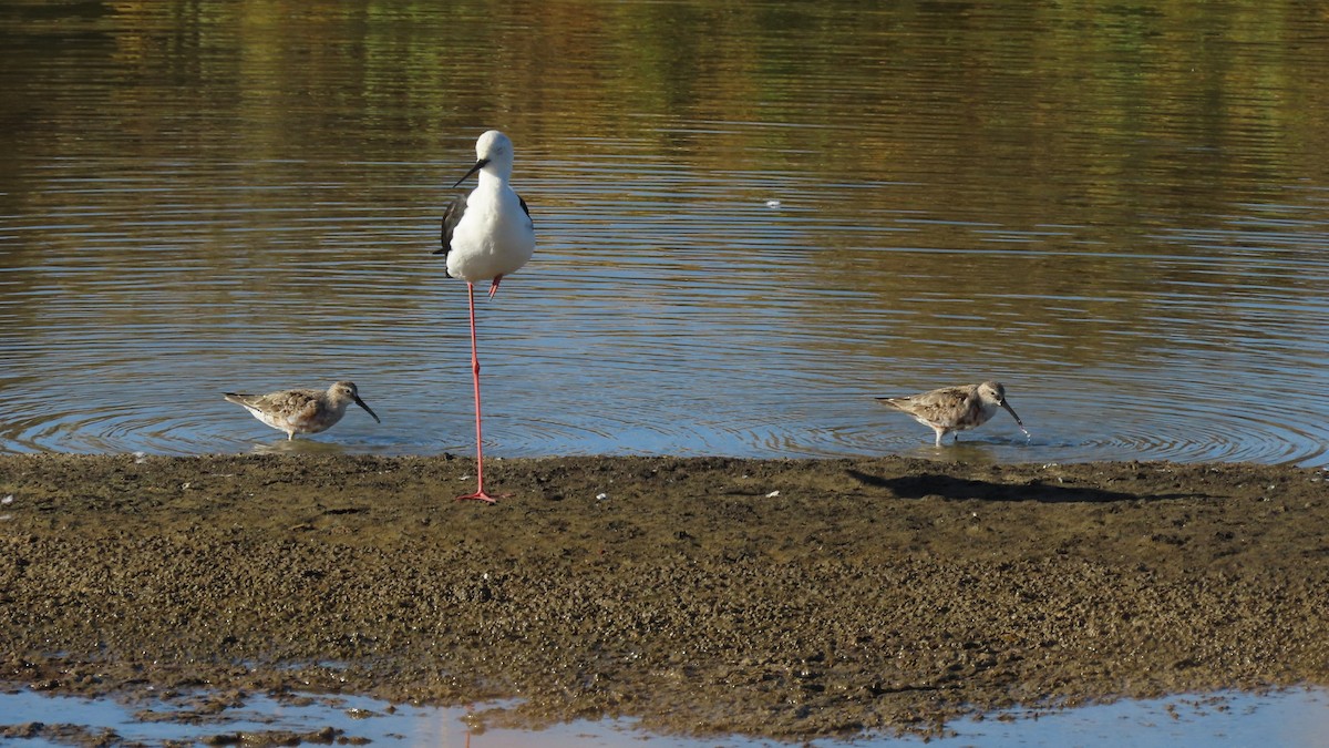 Curlew Sandpiper - ML622924947