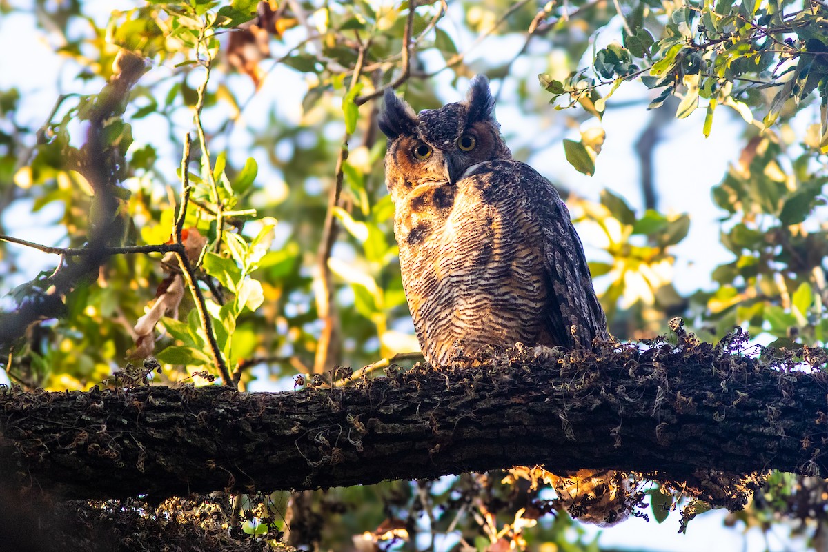 Great Horned Owl - ML622924967