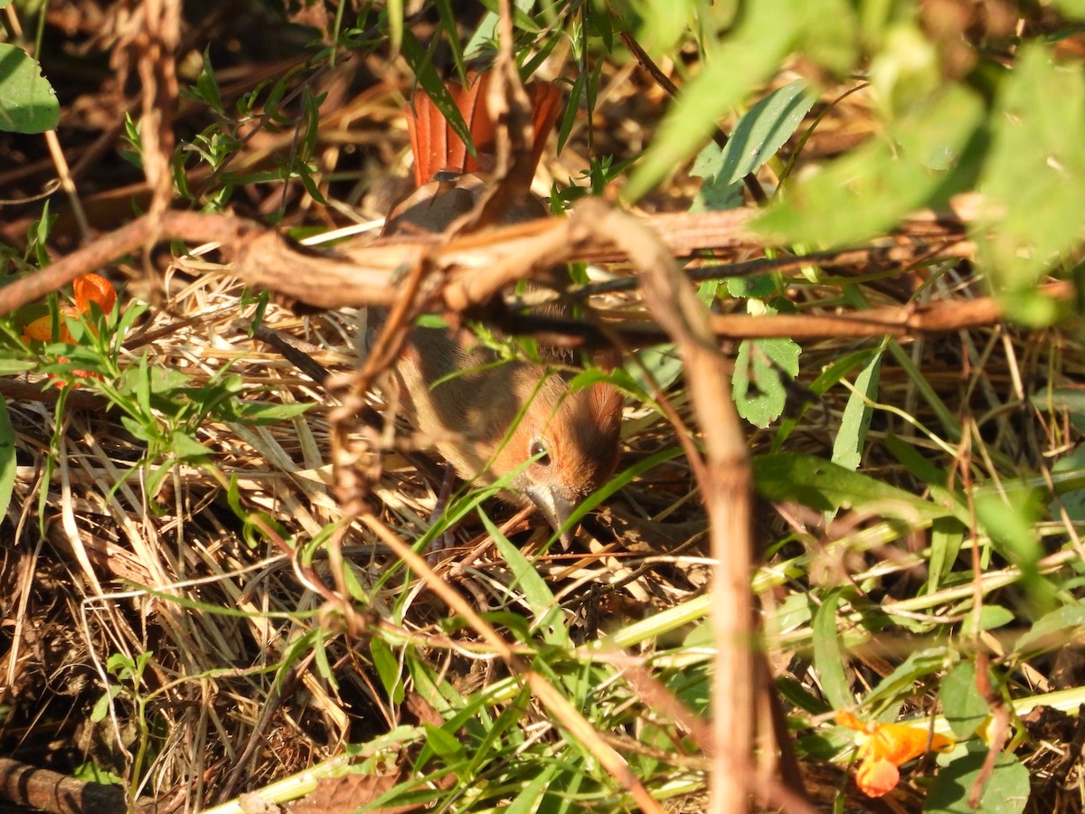 Northern Cardinal - ML622924988