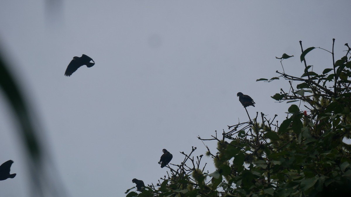 Bronze-winged Parrot - ML622924997