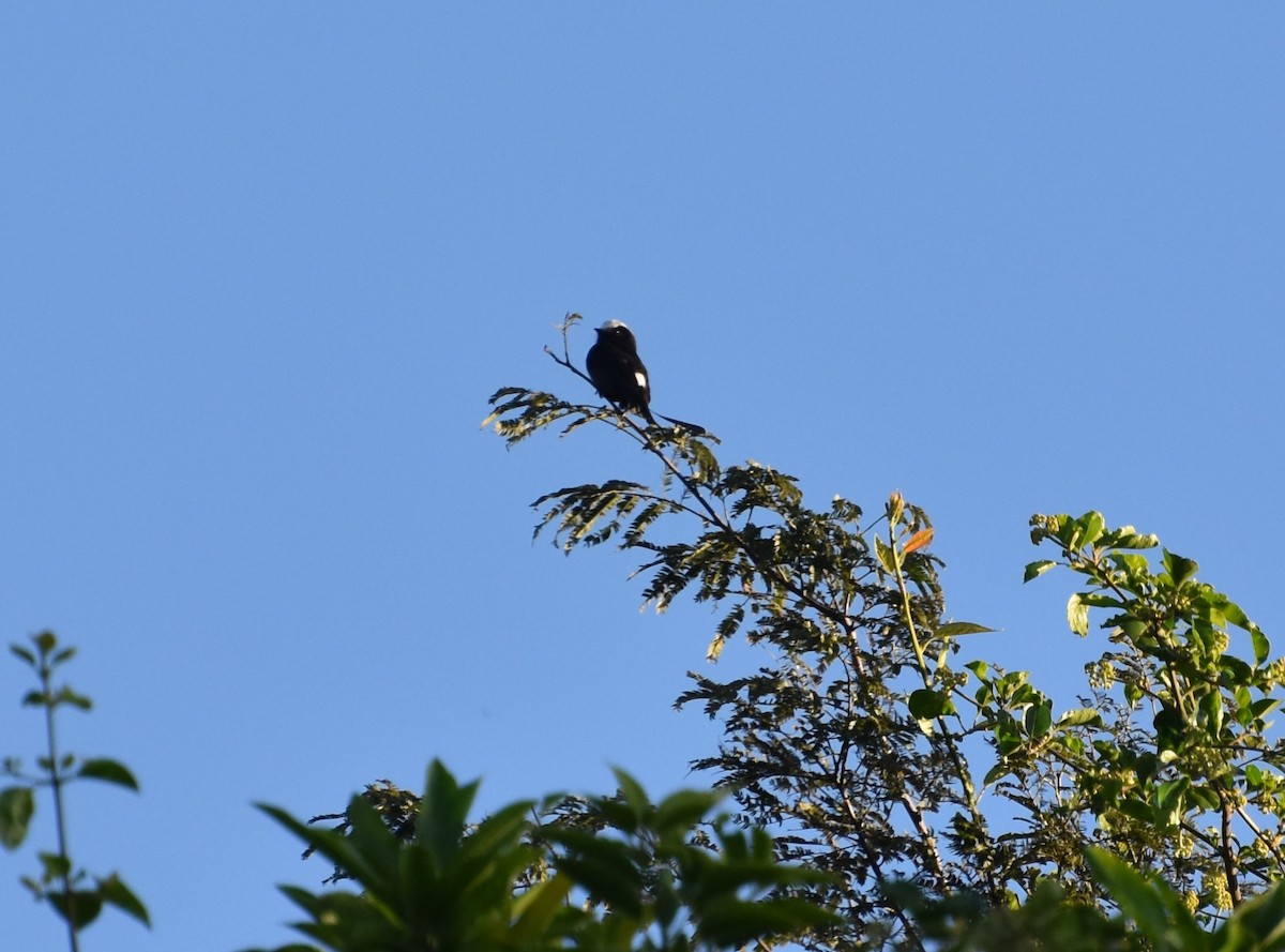 Long-tailed Tyrant - ML622924998