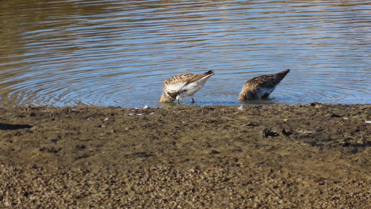 Dunlin - ML622925050