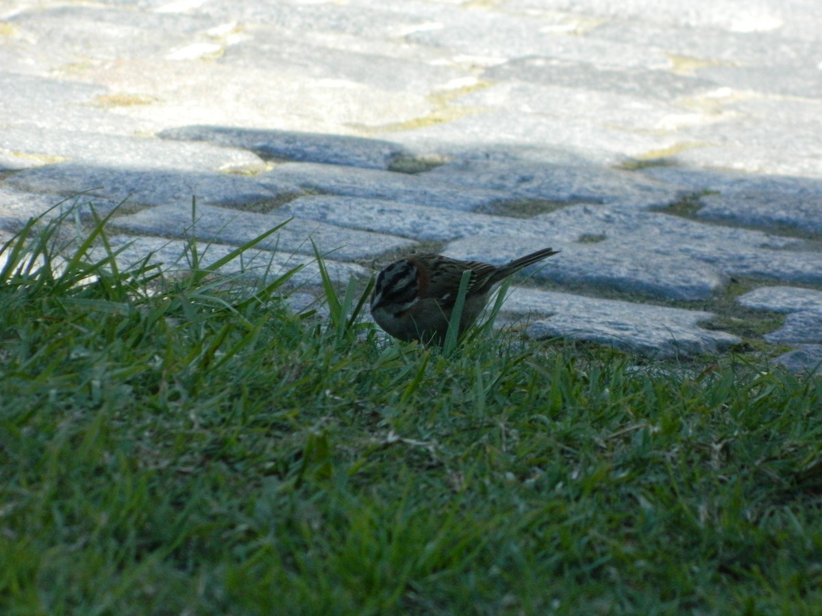 Rufous-collared Sparrow - dvir rudnicki