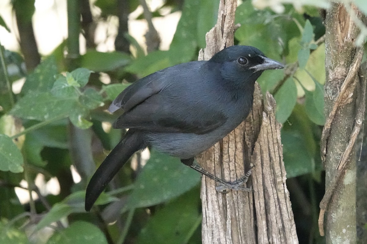 Bubú Fúnebre - ML622925105