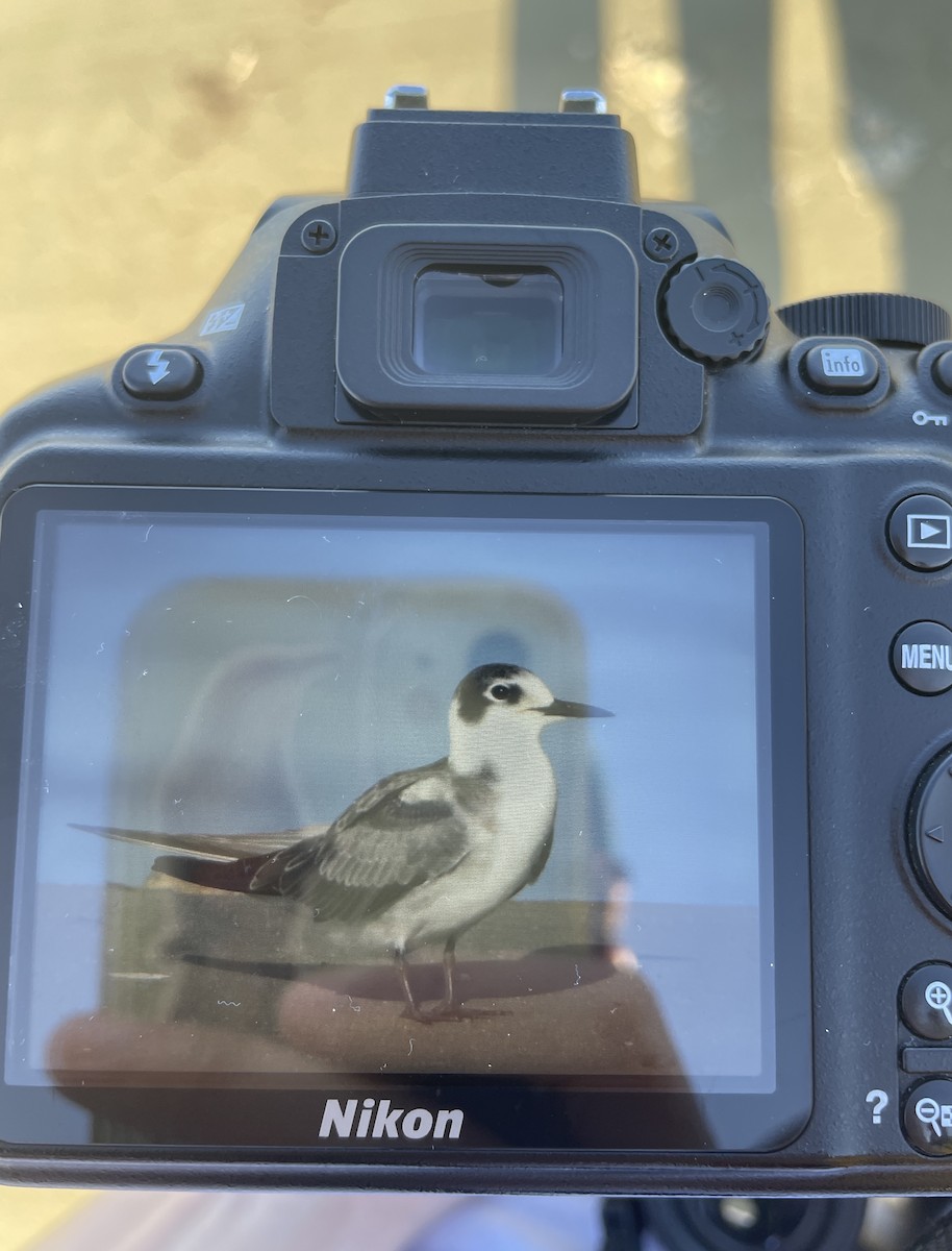 Black Tern - ML622925113