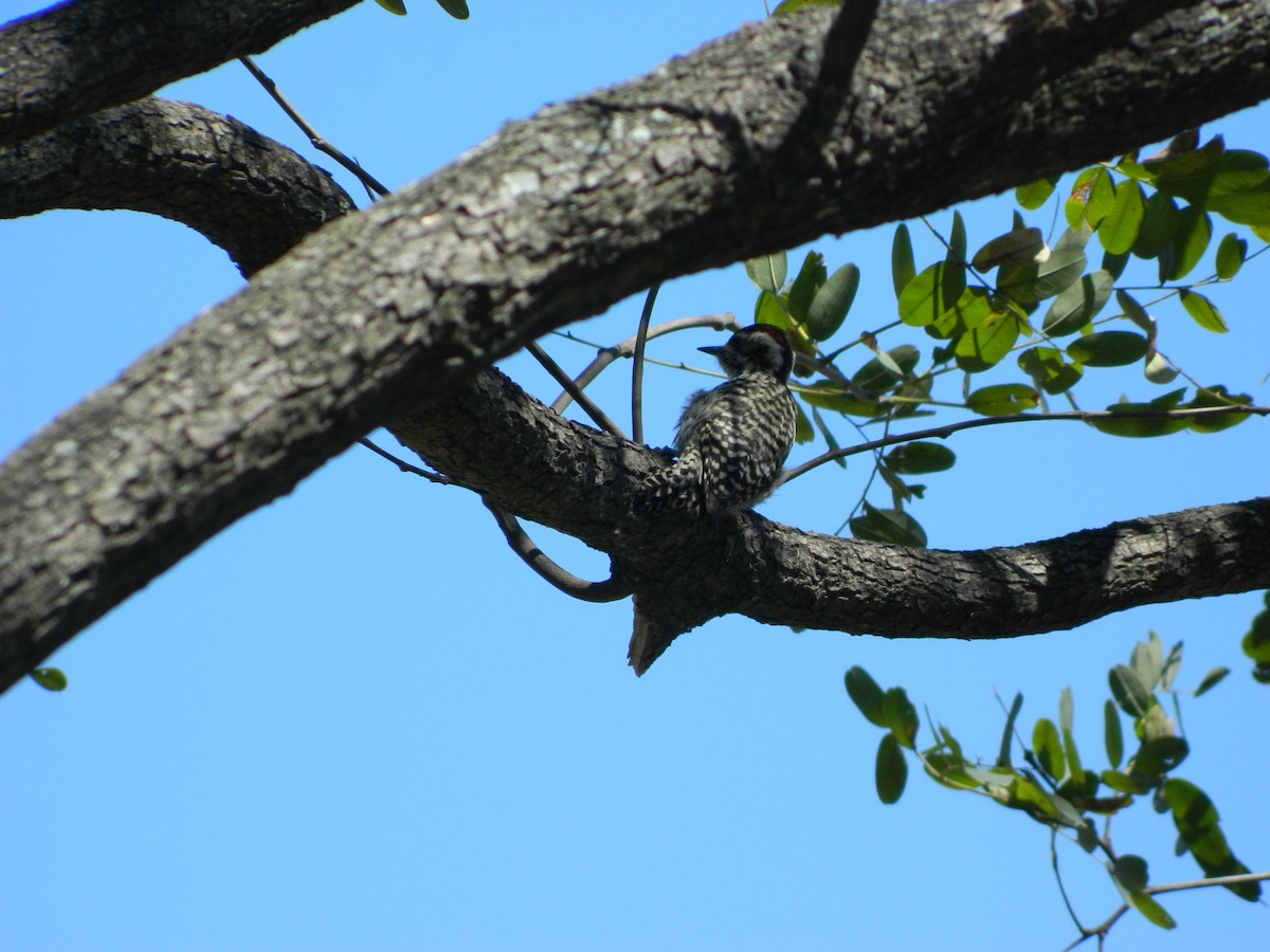 Checkered Woodpecker - dvir rudnicki