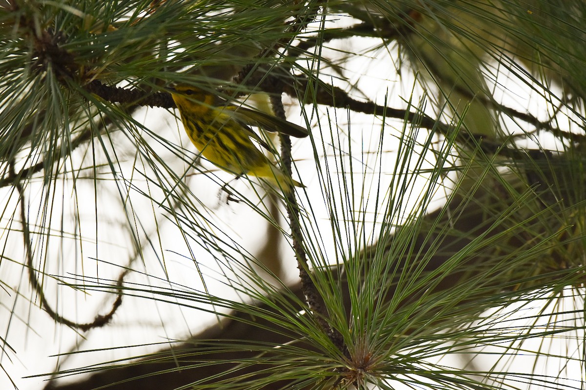 Cape May Warbler - Dina Davis