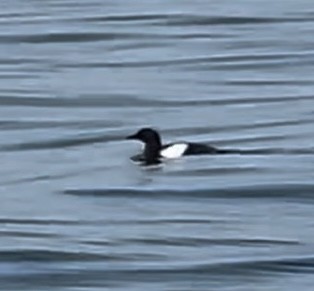 Black Guillemot - ML622925182