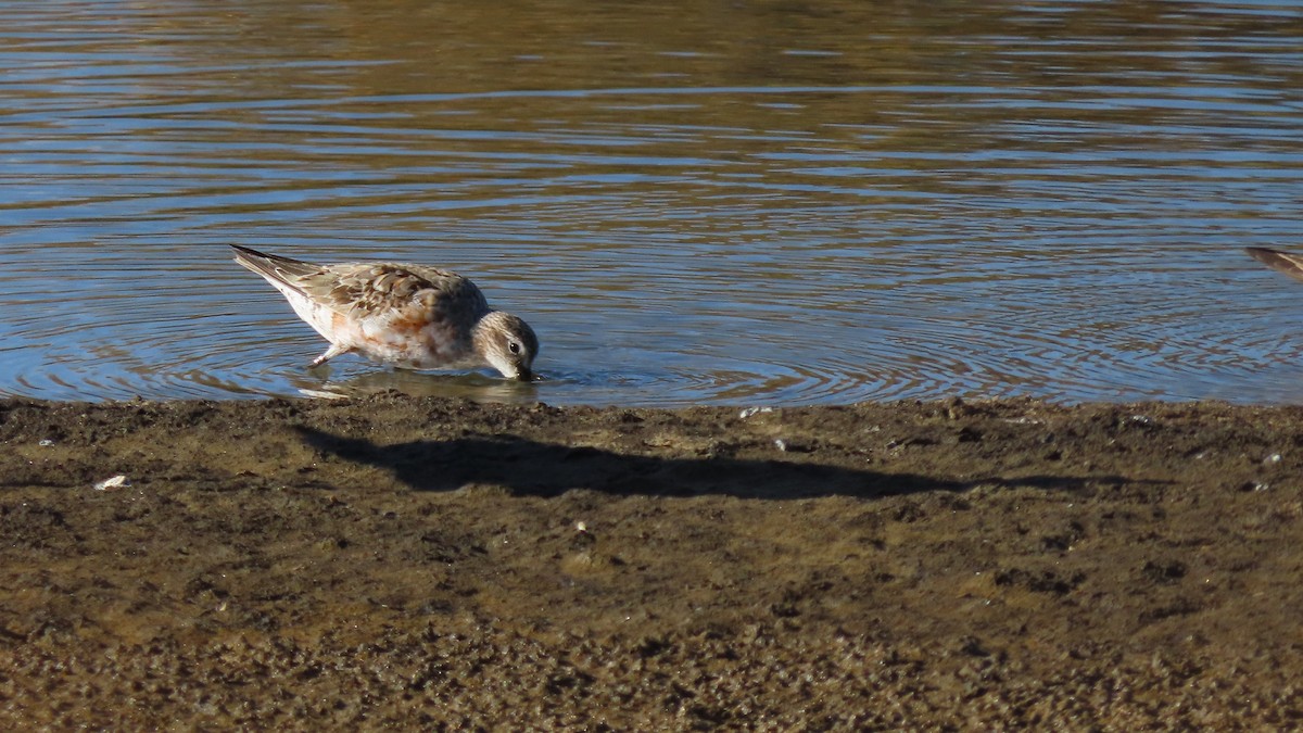 Curlew Sandpiper - ML622925259