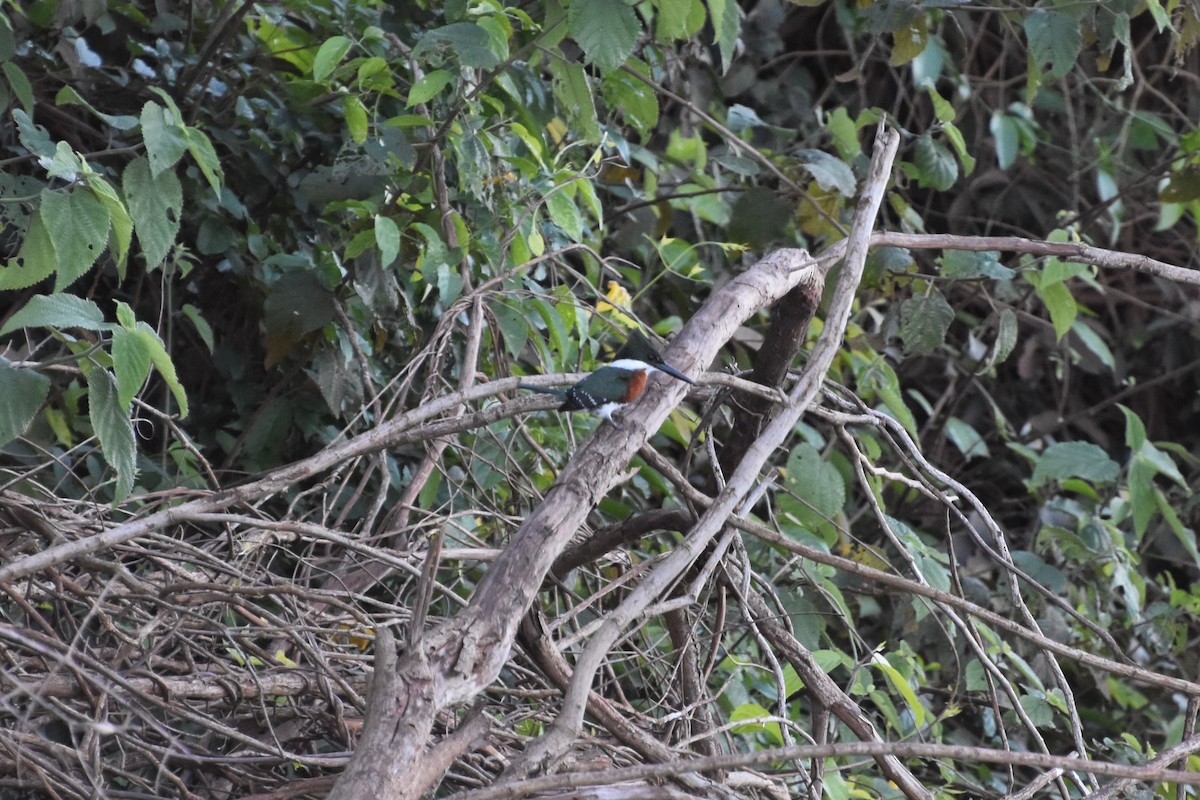 Green Kingfisher - ML622925266