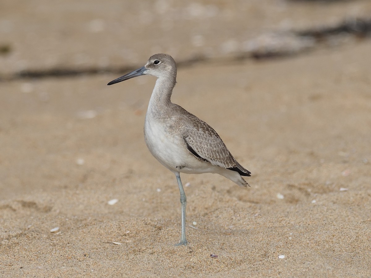 Willet - ML622925267